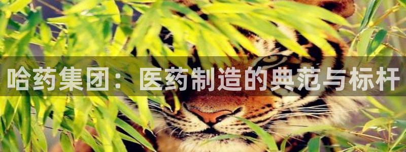 9游会老哥：哈药集团：医药制造的典范与标杆